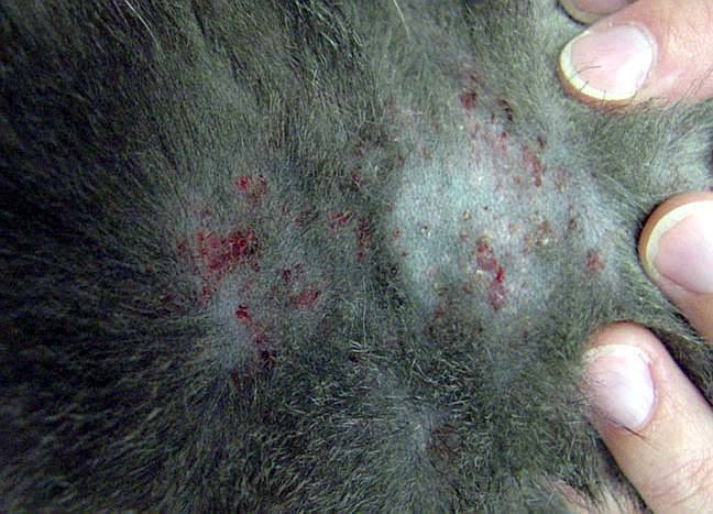 Аллергия на шерсть, причины, симптомы, способы лечения