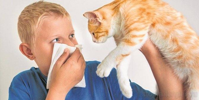 Какие признаки аллергии на кошек