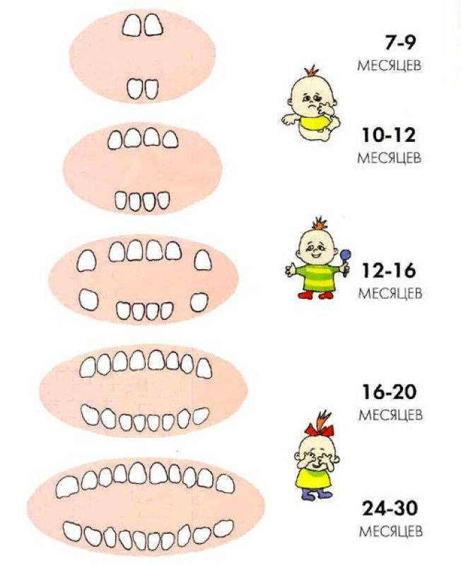 Молочные зубы: порядок роста, схема и последовательность