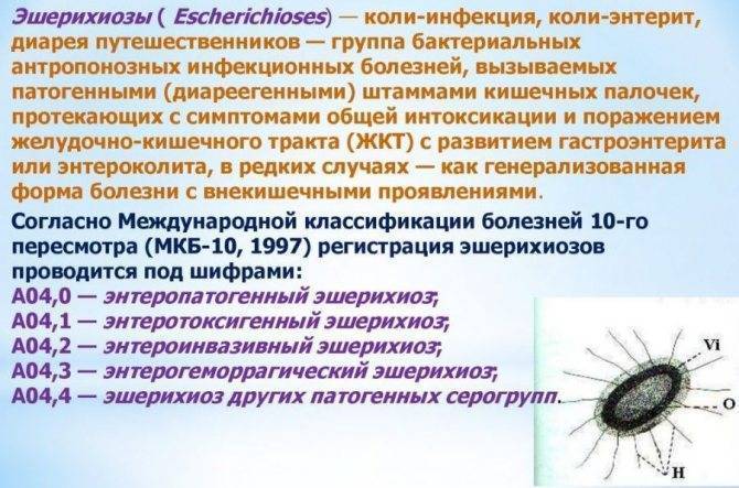 Кишечная палочка... откуда? - кишечная палочка у грудничка - запись пользователя елена (lenorchik_84) в сообществе здоровье новорожденных в категории стул новорожденного - babyblog.ru