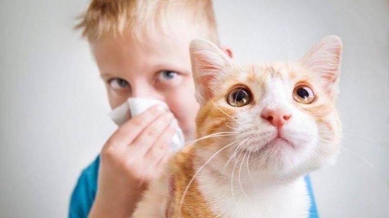 Что делать, если у ребенка аллергия на шерсть животного