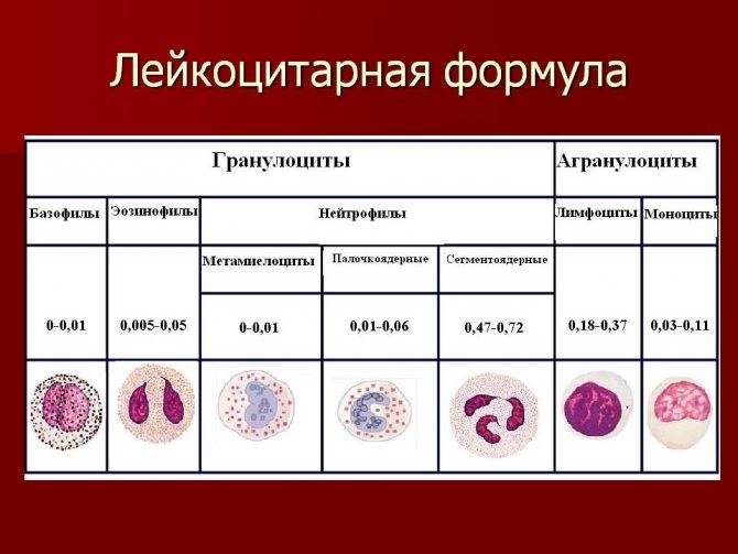 Повышенные моноциты в крови у ребенка