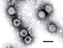 Очень опасная инфекция - ротавирус у ребенка. ротавирусная инфекция: симптомы и лечение
