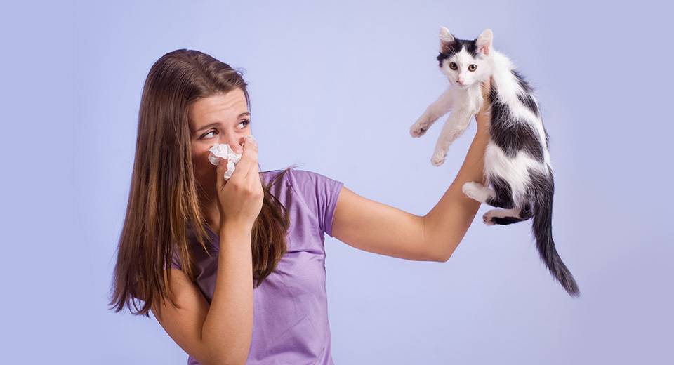 Как проявляется аллергия на кошек у детей и что с этим делать + видео