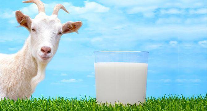 Козье молоко в 2 месяца...можно или нет? - козье молоко в 2 месяца - запись пользователя елена (egoruschka) в сообществе живем по-комаровскому в категории питание ребенка от рождения - babyblog.ru