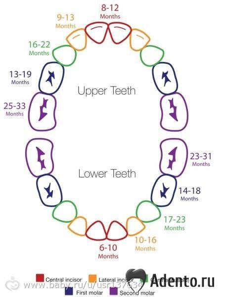 Коренные зубы у детей: сроки и порядок прорезывания, симптомы, чем помочь