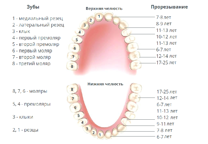 Признаки прорезывания зубов у грудничков. порядок прорезывания зубов у детей