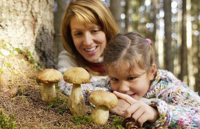 Чайный гриб для детей: с какого возраста можно пить и как именно его давать ребенку