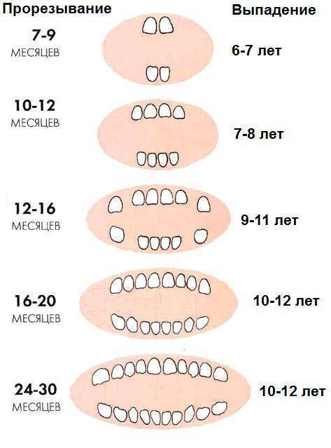 Прорезывание зубов у детей: график и особенности процесса