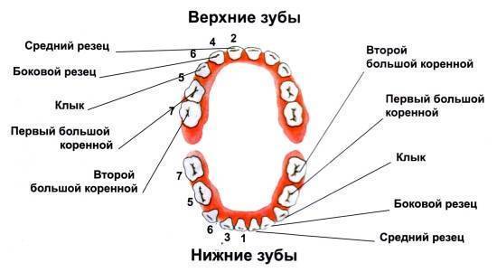 Схема прорезывания зубиков, роста