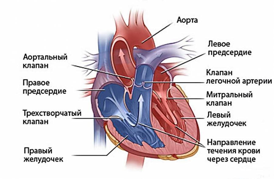 Сердечные пороки у детей и особенности их течения исходя из формы