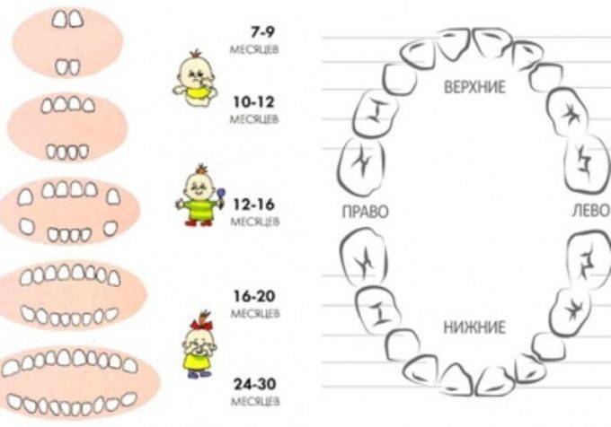 Молочные зубы: порядок роста, схема и последовательность