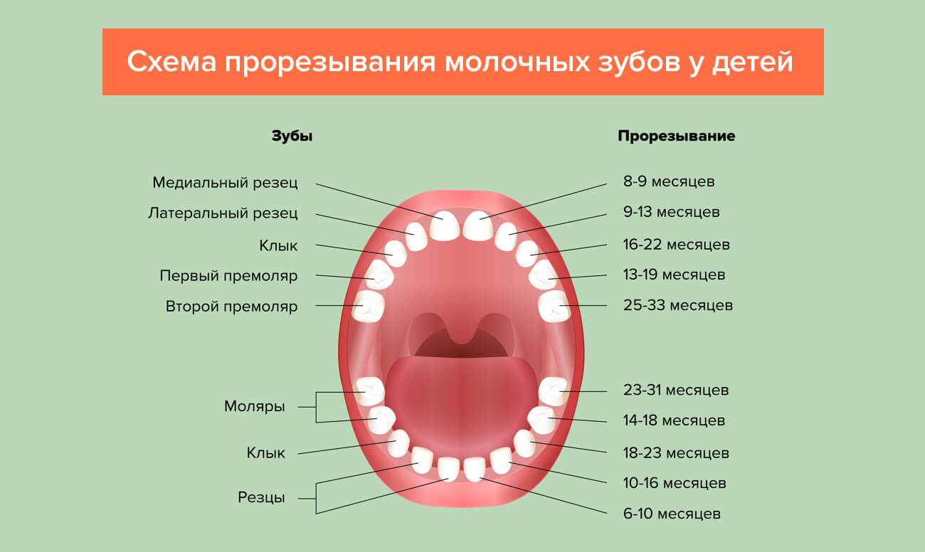 Схема прорезывания молочных зубов у детей: описание