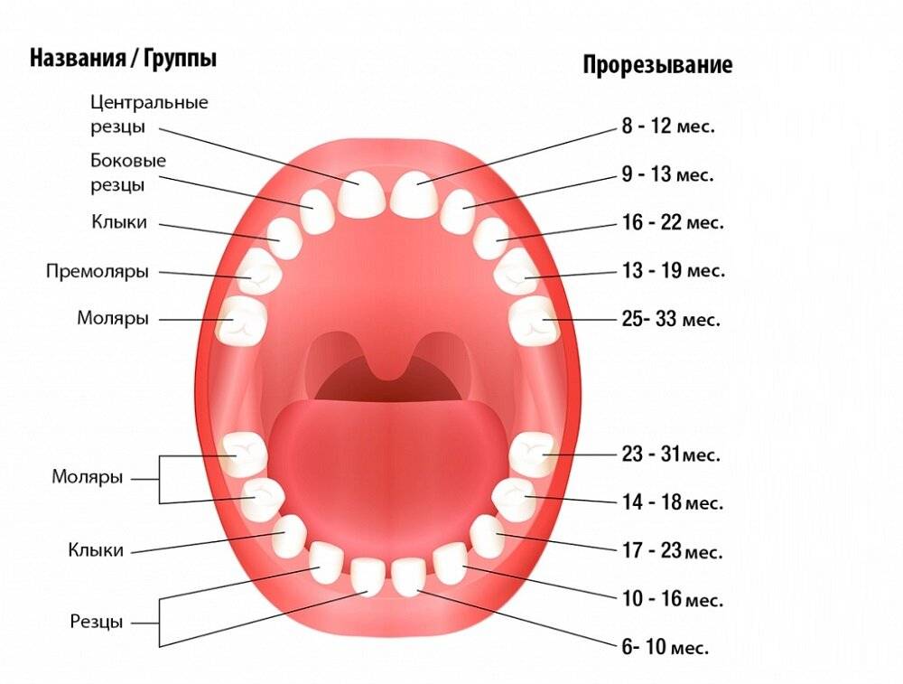 Реально так зубы долго режутся или я что-то не понимаю? - запись пользователя виктория (id1473147) в сообществе здоровье новорожденных в категории зубки и проблемы во время прорезывания - babyblog.ru