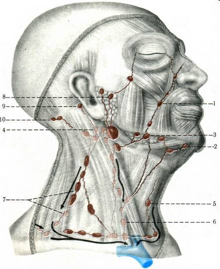 Комаровский - увеличенные лимфоузлы на шее у ребенка, лимфаденит (9 фото): увеличенные лимфоузлы на шее у с одной стороны