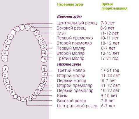 Последовательность прорезывания зубов у детей: схема и сроки
