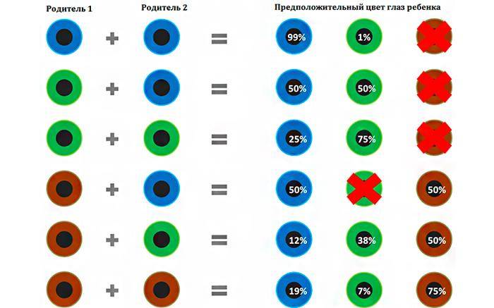 Таблица определения цвета глаз у ребёнка от родителей: как понять и использовать