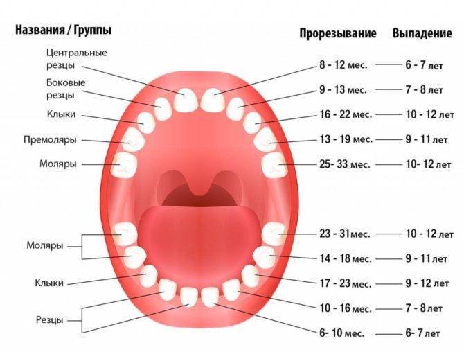 Прорезывание зубов у детей до года, температура при прорезывании