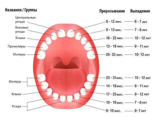 Молочные зубы у детей: очередность и порядок прорезывания