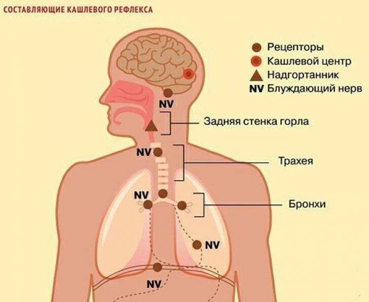 Нервный кашель у ребенка—симптомы, лечение
