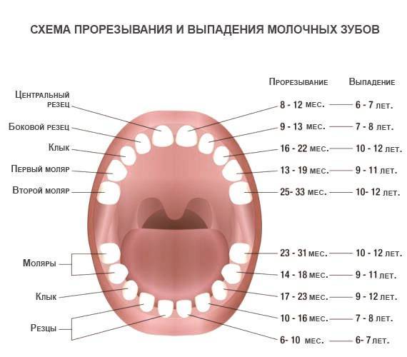 Как определить прорезывание зубов у грудничка, признаки и симптомы
