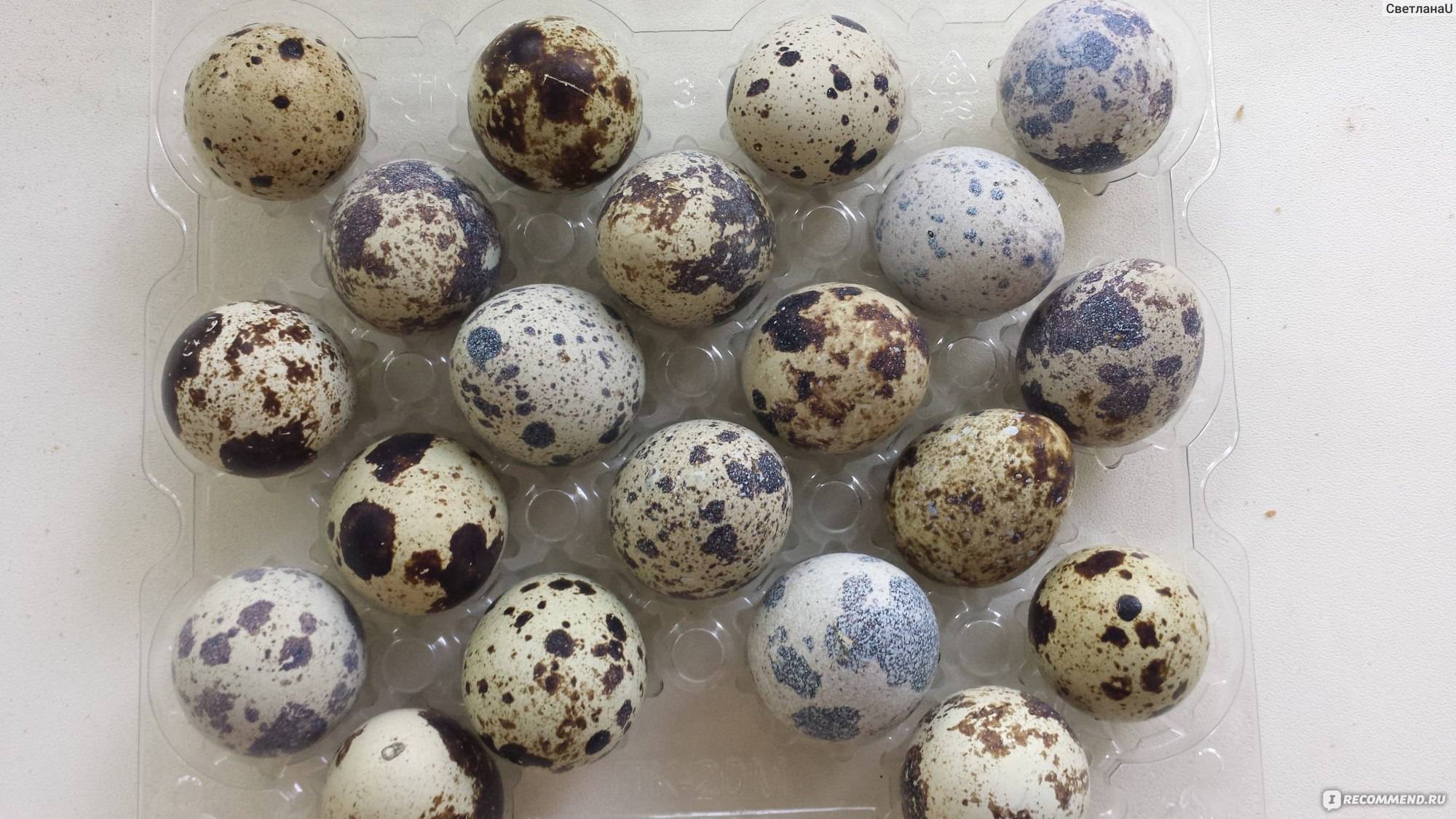 Полезные «шарики»: как вводить в прикорм и варить перепелиные яйца малышу