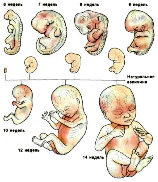 Как развивается плод по неделям беременности в картинках и описание. ощущения женщины