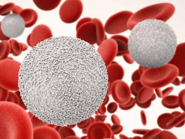 Повышены лейкоциты в крови у ребенка – причины, диагностика и способы лечения