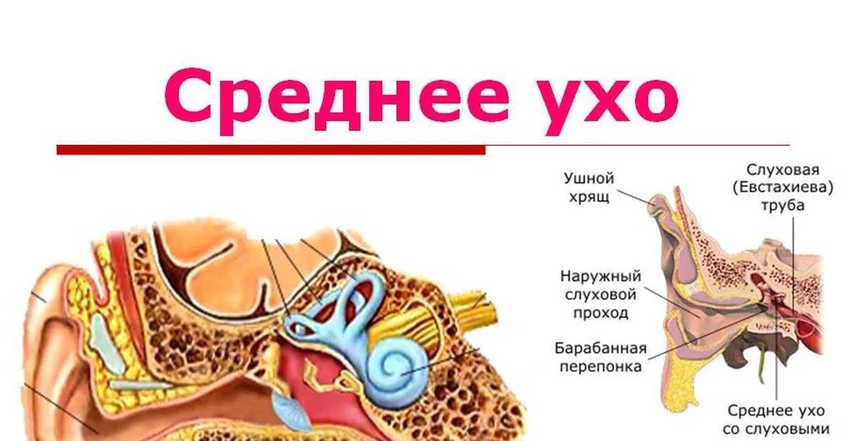 Желтые выделения из ушка - желтые выделения из уха у грудничка - запись пользователя happymum (happymum80) в сообществе здоровье новорожденных в категории отит - babyblog.ru