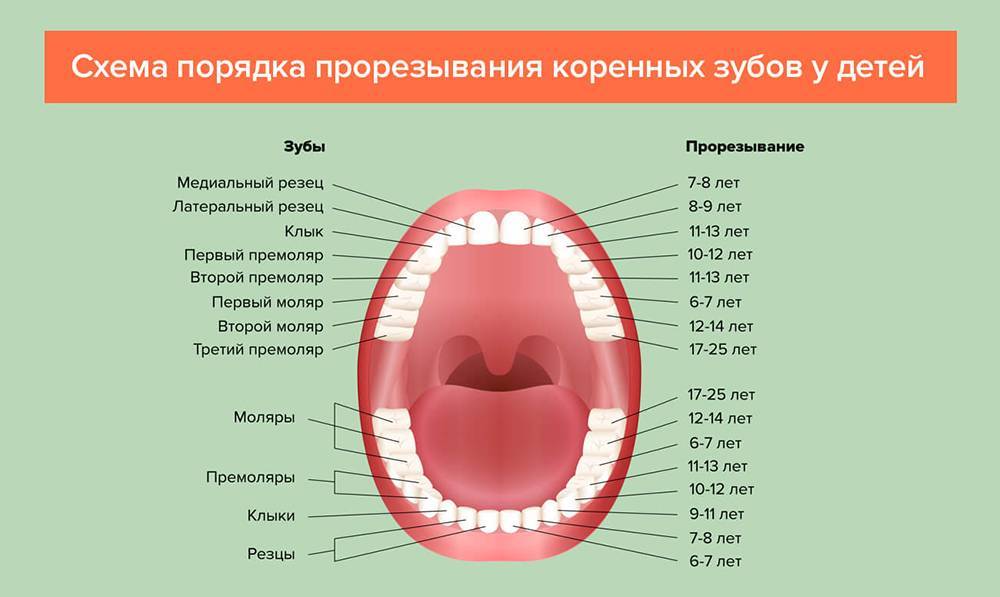 Прорезывание зубов у малышей: в каком порядке растут зубы
