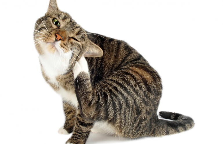 Как проявляется аллергия на кошек у грудничков