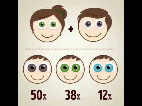 Цвет глаз ребенка - генетика - расшифровка анализов онлайн