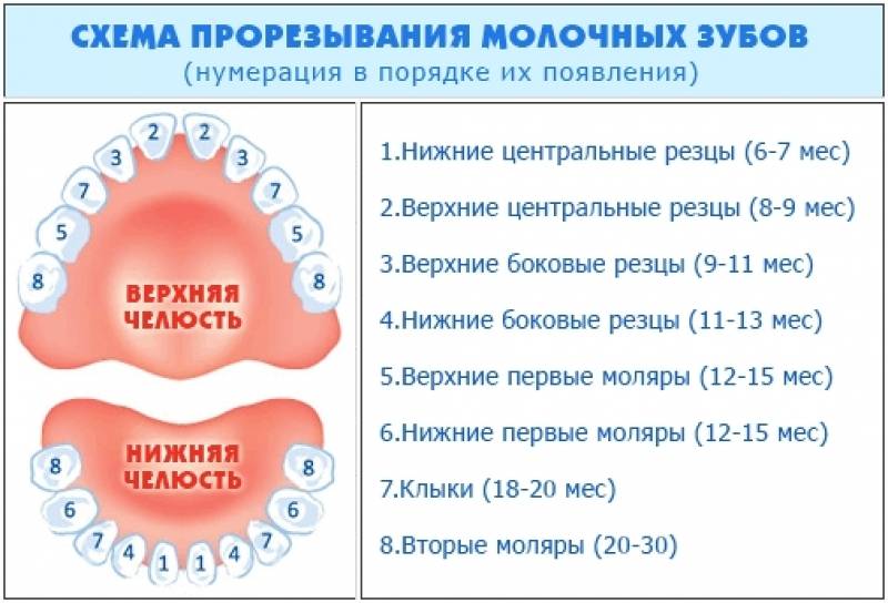 Температура при прорезывании зубов у детей.
