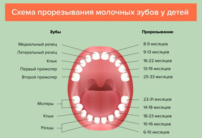 Сколько зубов в год у ребенка должно быть