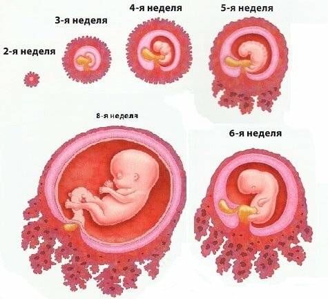 Размер плода по неделям беременности (22 фото): таблица размера ребенка-эмбриона в динамике. бипариетальный размер головки и лобно-затылочный размеры плода