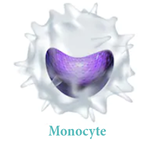 Моноциты повышены у ребенка — о чем это говорит, каковы причины моноцитоза
