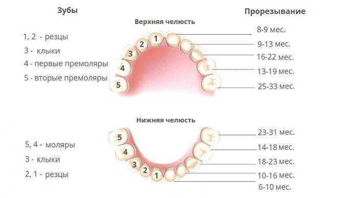 Признаки зубов у грудничка в 4 месяца