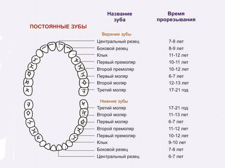 Схема зубов у ребенка