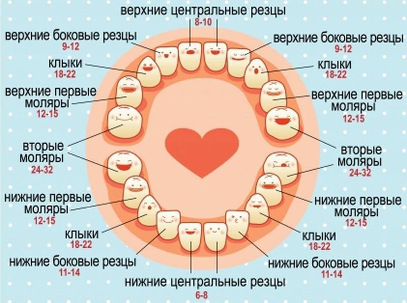 Коренные (постоянные) зубы у детей: сроки и порядок прорезывания, схема