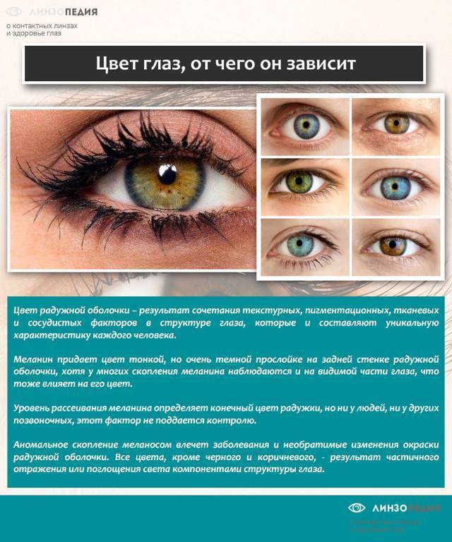 Возможные цвета глаз у ребенка от родителей: таблица